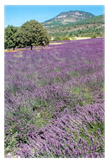 aroma6.jpg